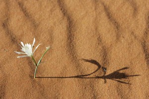 Desertflower